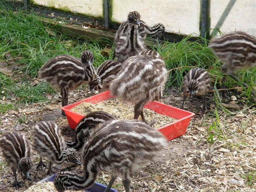Runciman Berries&Emus B&B Ramarama Exterior foto