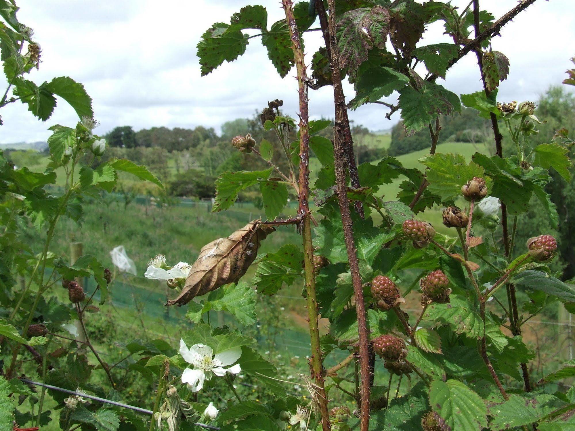 Runciman Berries&Emus B&B Ramarama Exterior foto